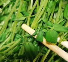 Organic Bean Sprouts