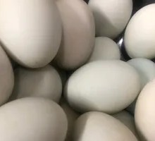 Salted duck egg