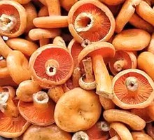 Grilled Mushroom