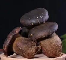 Black Boletus