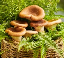 Pig's stomach mushroom