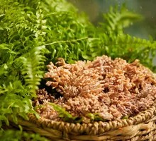 Dragon Claw Mushroom