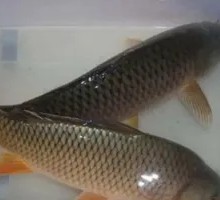 Iron Pot River Fish