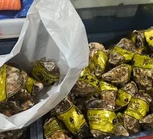 Garlic Steamed Oysters with Rice Noodles