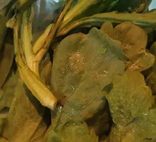 Bok Choy