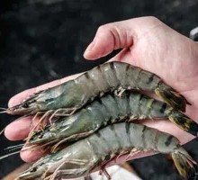 Freshwater Giant Shrimp