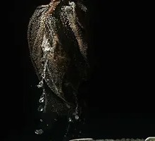 Fresh Crisp Beef Tripe