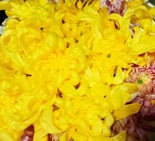 Fresh Chrysanthemum