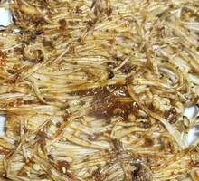 Enoki Mushroom