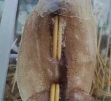 Grilled Squid on Iron Plate
