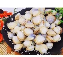 Clam