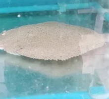 Turbot