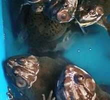 Live Bullfrog