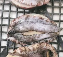 Abalone