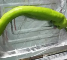 Bell Pepper