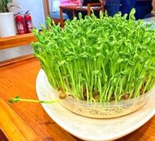 Live Bean Sprouts
