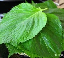 Perilla Leaf