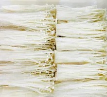 Enoki Mushroom