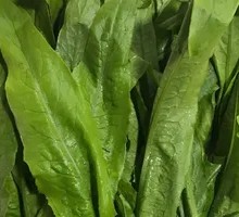Oilseed lettuce