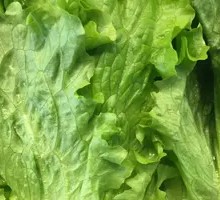 Lettuce