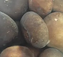 Shiitake Mushroom