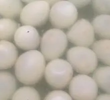 Quail Egg