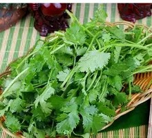 Cilantro