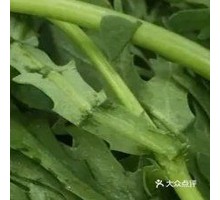 Chinese chrysanthemum greens