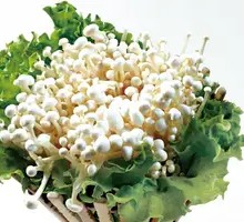 Enoki Mushroom