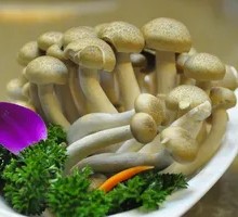 King Oyster Mushroom