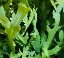 Chinese chrysanthemum greens