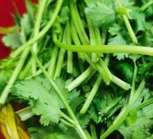 Cilantro