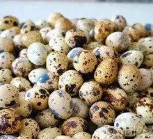 Black Duck Quail Eggs