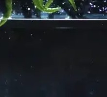 Fe's Chili and Pork Stir-fry