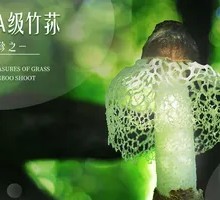 Gutian AAA Grade Bamboo Shoot Mushroom