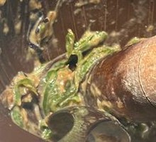 Preserved Egg with Green Pepper and Eggplant Mash