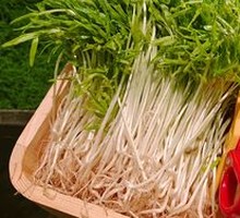 Living Hollow Bamboo Shoots