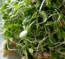 Walnut and Chinese Toon Sprout