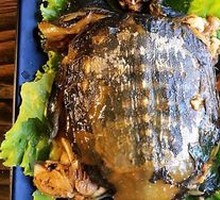 Aluminum Foil Softshell Turtle