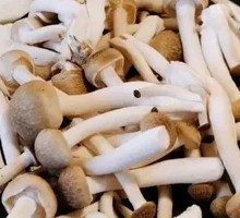 King Oyster Mushroom