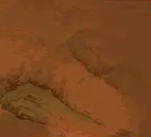 Stewed Pork Ribs and Chicken Pot