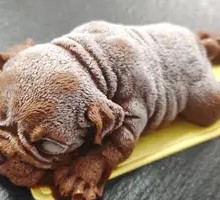 Chocolate Bear Pudding