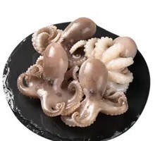 Fresh Octopus