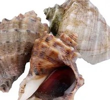 Fresh Sea Snail