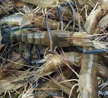 Fresh Macrobrachium rosenbergii