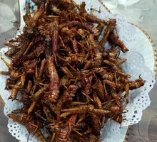 Fried Grasshoppers