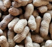 Four-Seed Red Peanut