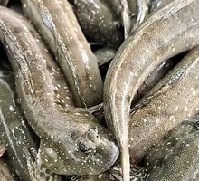 Salted Pepper Eel