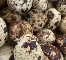Quail Egg