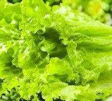 Lettuce